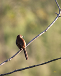 Brown Thrasher 4878